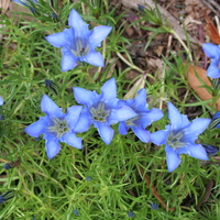 Gentiana sino-ornata 'Downfield'